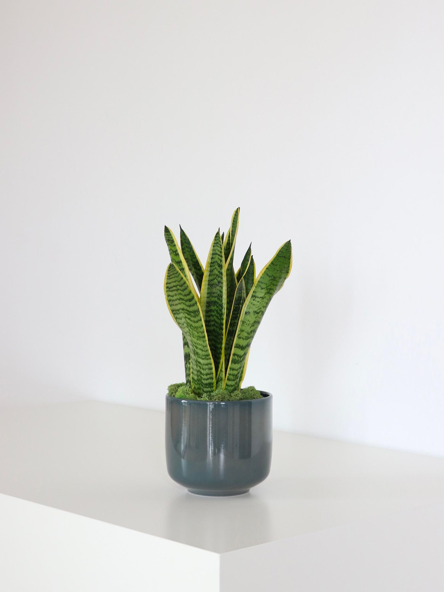 Sansevieria Laurentii - Le 13 - Curvy bleu de paon 