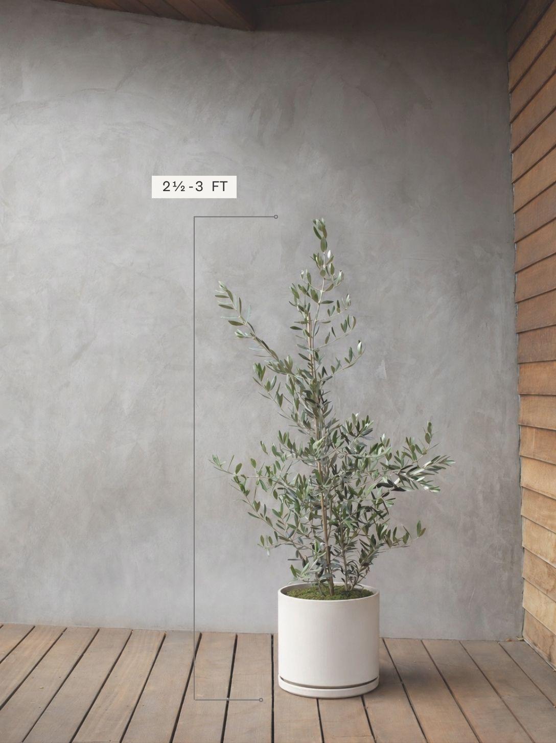 Olive Bush