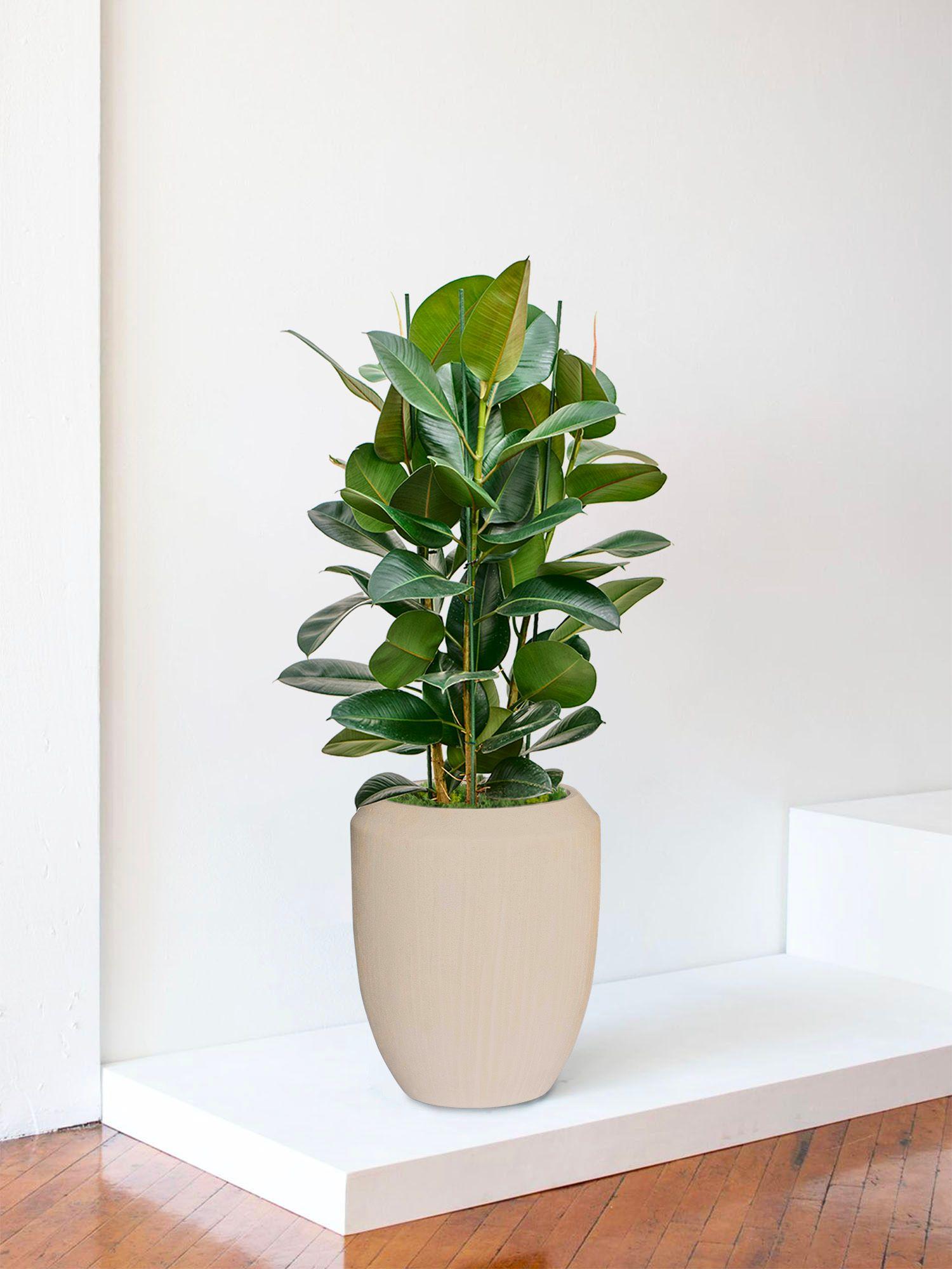 Ficus Elastica Robusta - Le 30 Signature - Vesta calcaire 
