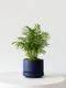 Parlor Palm