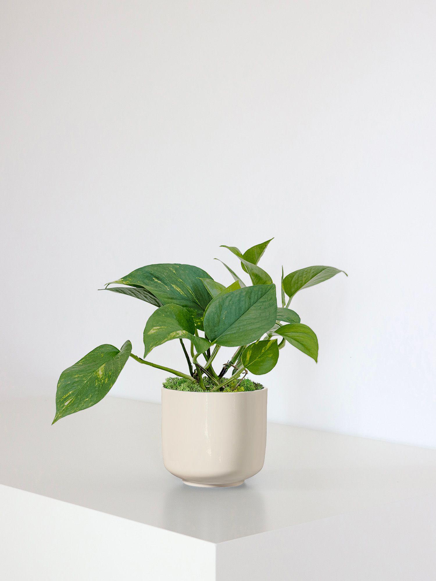 Explorez notre collection de petites plantes luxuriantes de qualité supérieure de 30 à 50cm de hauteur à poser sur une table, un bureau ou une étagère.