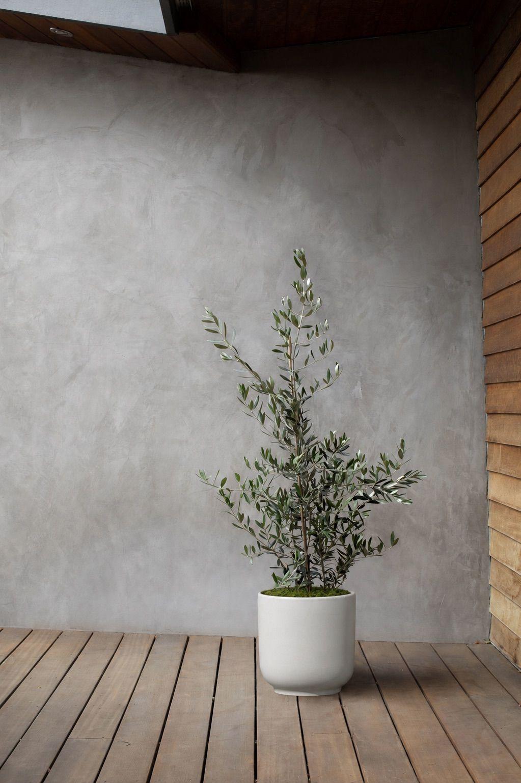 Olive Bush