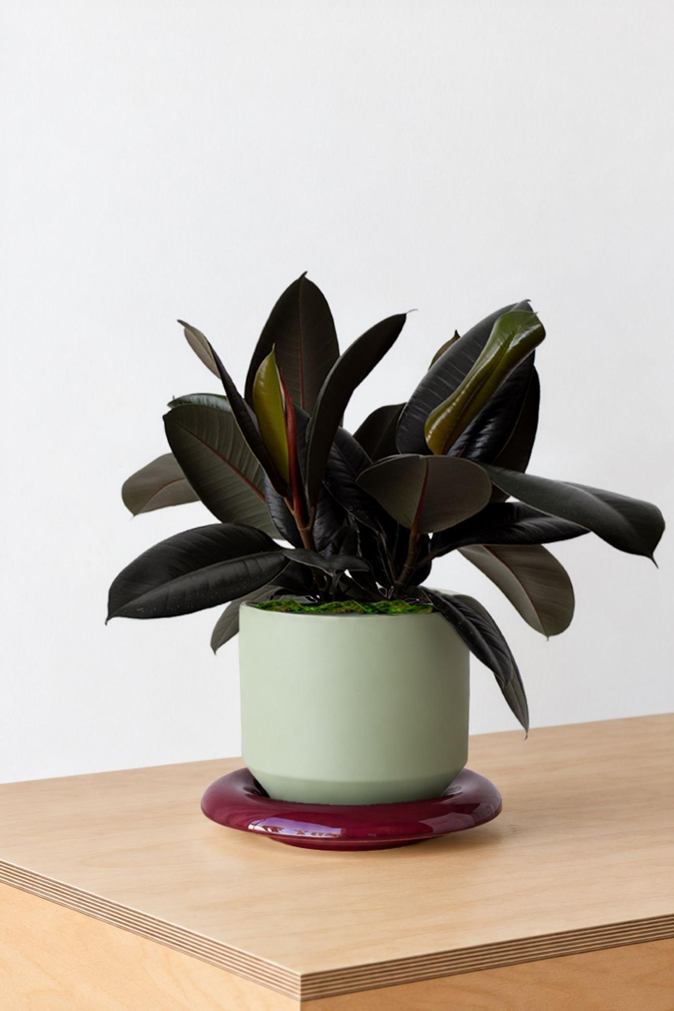 Rubber Plant