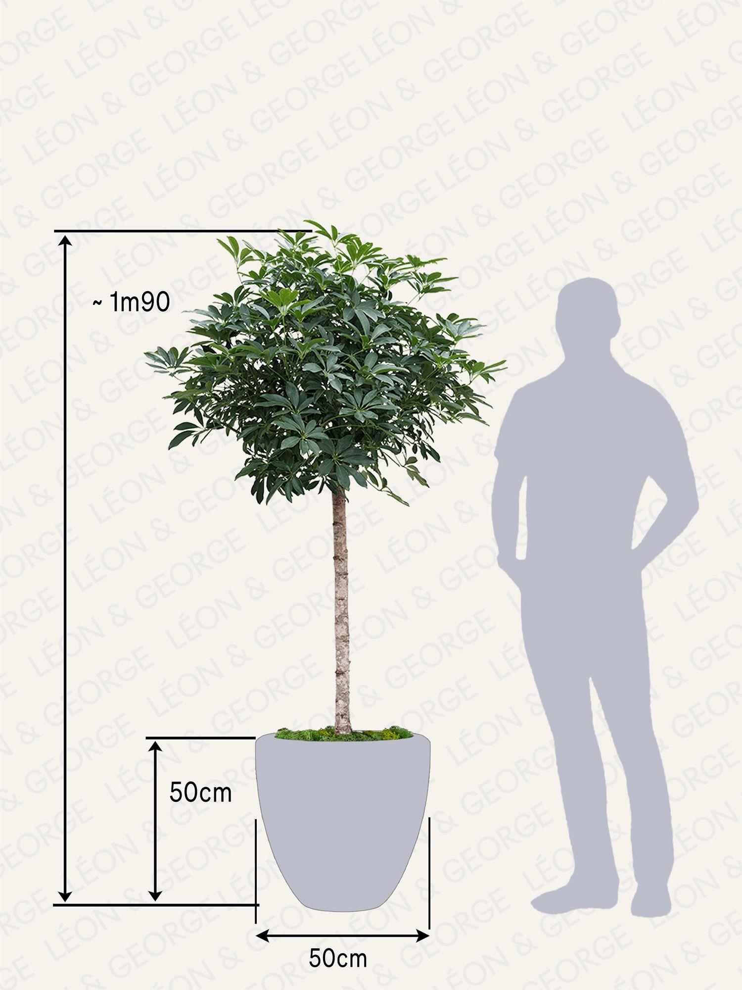 Arbre Schefflera