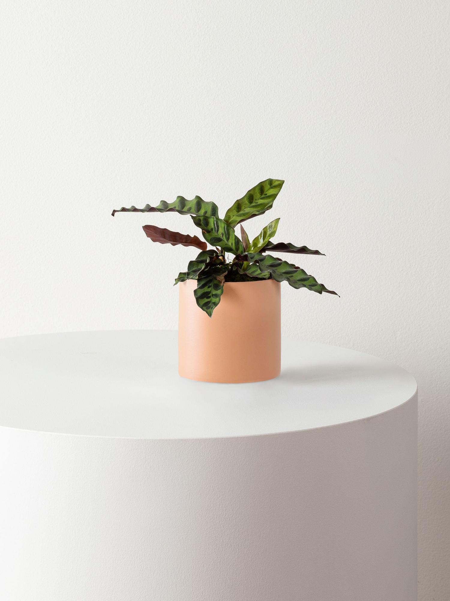 Calathea Rattlesnake