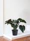 Philodendron Red Beauty