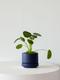 Pilea Peperomioides