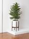 Norfolk Island Pine