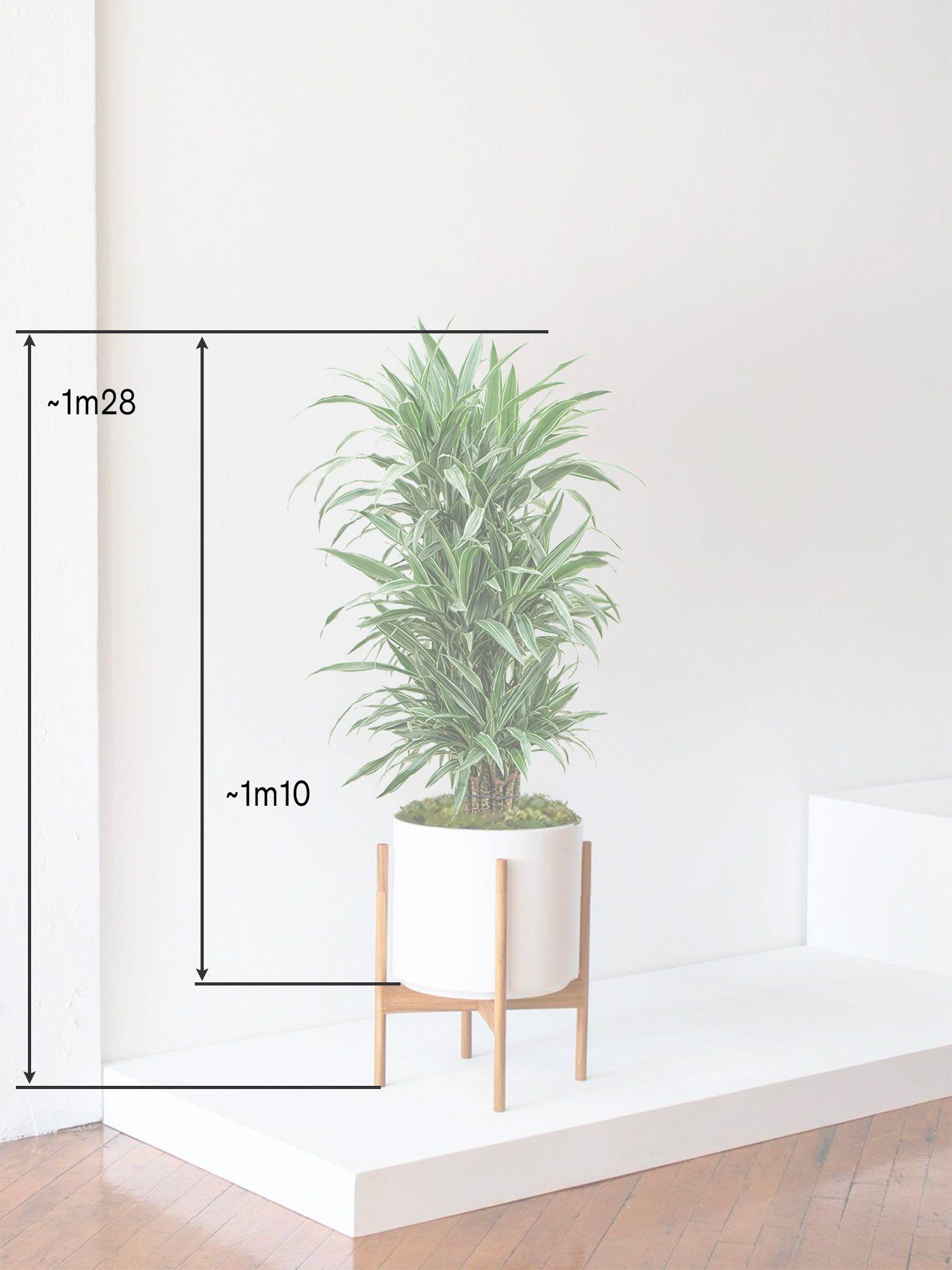 Dracaena Deremensis