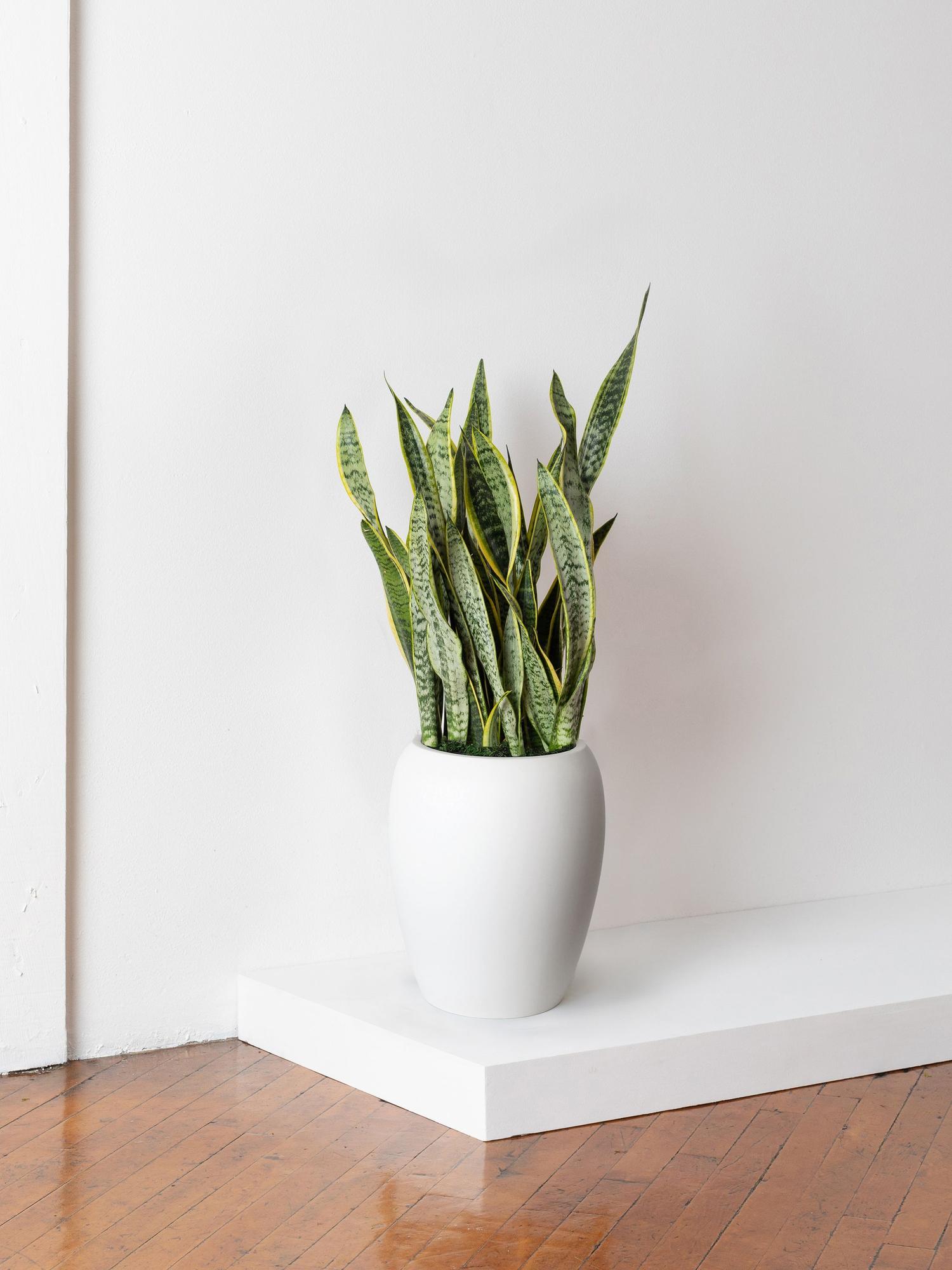 Snake Plant Laurentii - White Calix Pot 