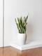 Snake Plant Laurentii