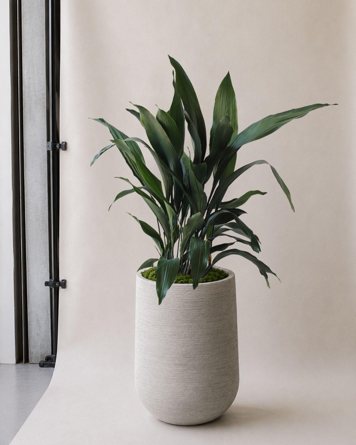 Cast Iron Plant in Dune Pilat Pot
