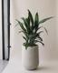 Cast Iron Plant