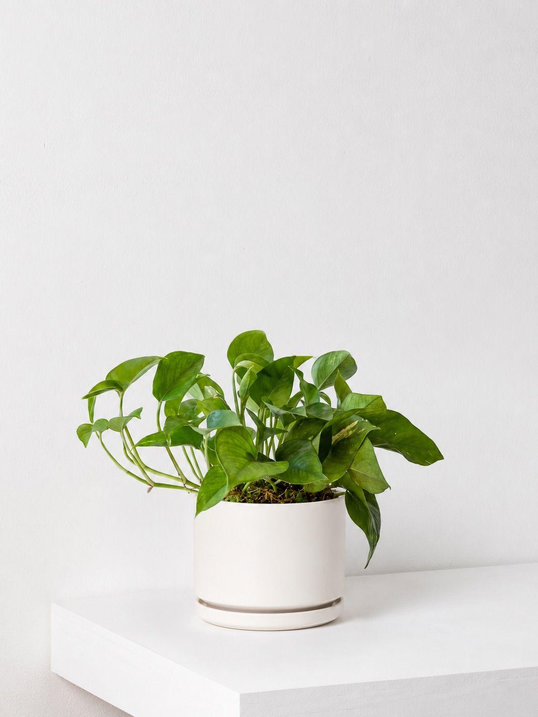 Cascading Pothos - White Foundation Ceramic