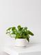 Cascading Pothos