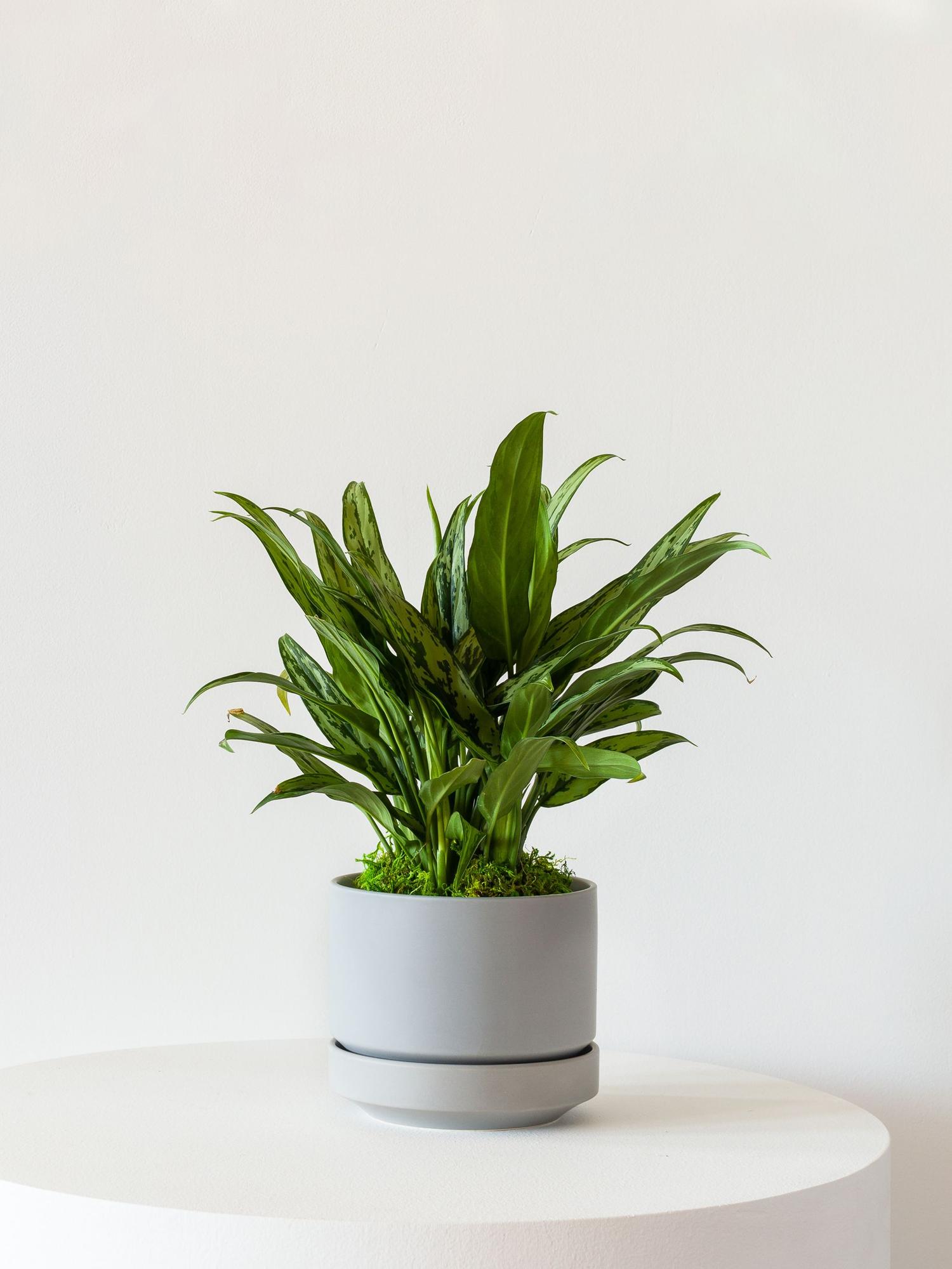Tiger Evergreen