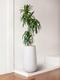 Dracaena Lisa