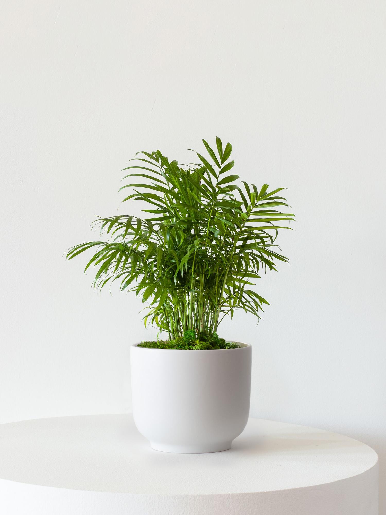 Parlor Palm