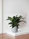 Cast Iron Plant