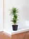 Dracaena Marginata