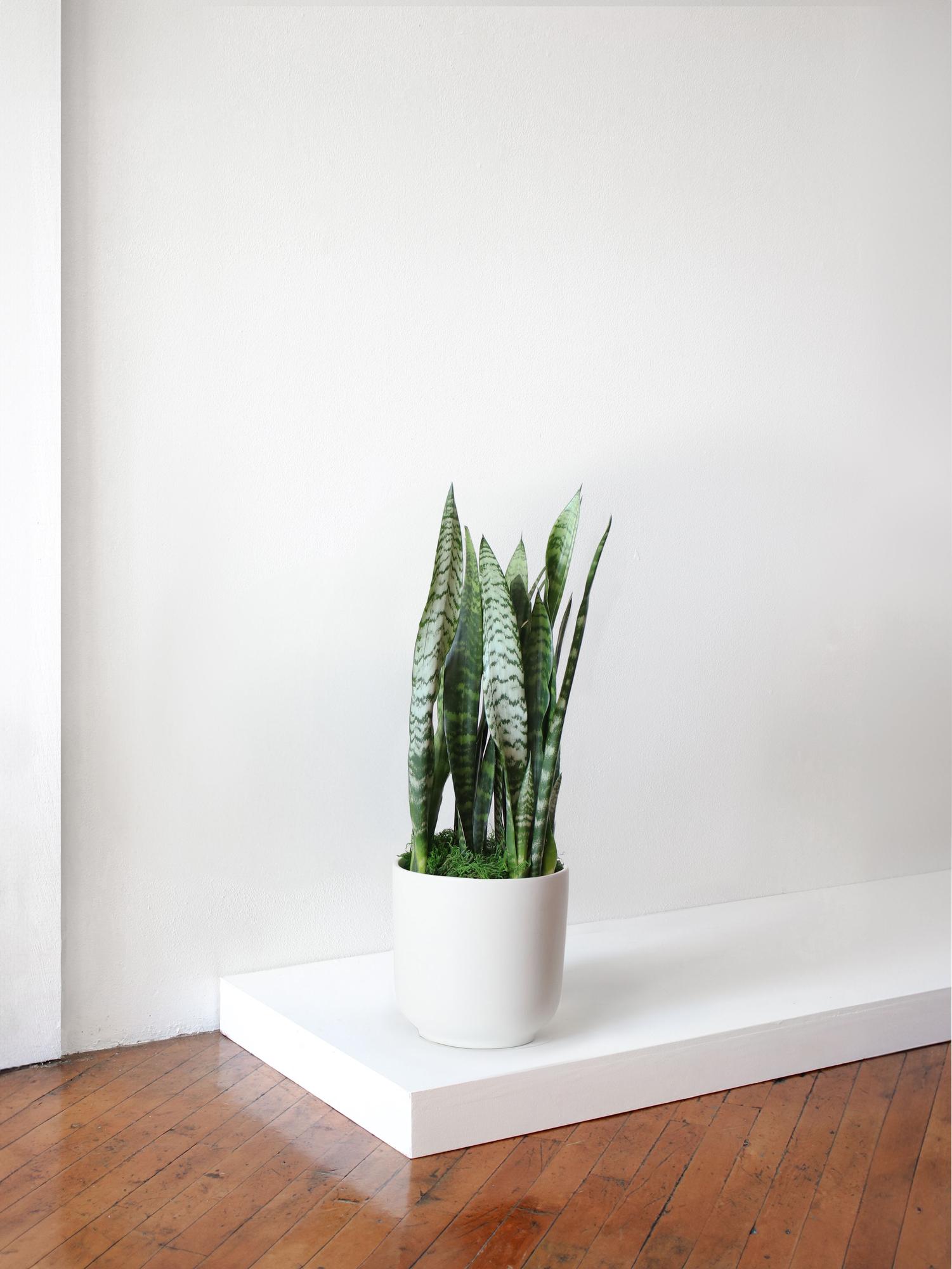 Black Coral Snake Plant - White Nouvelle Ceramic 