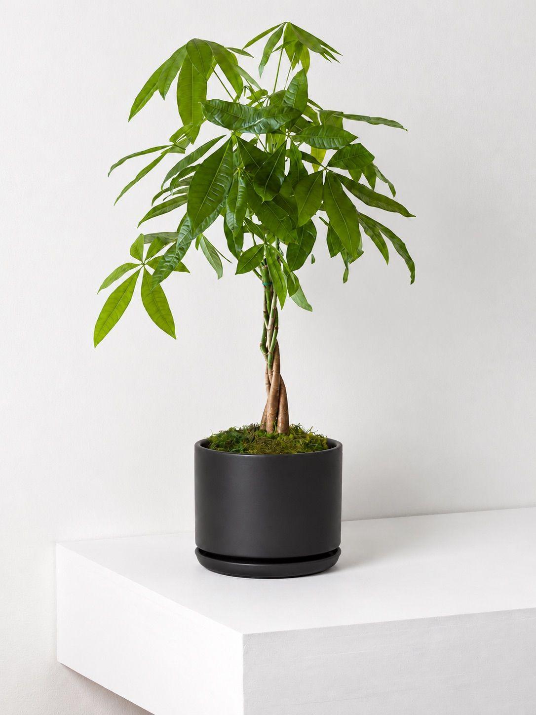 Braided Money Tree