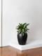 Silver Evergreen