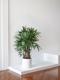 Lady Palm
