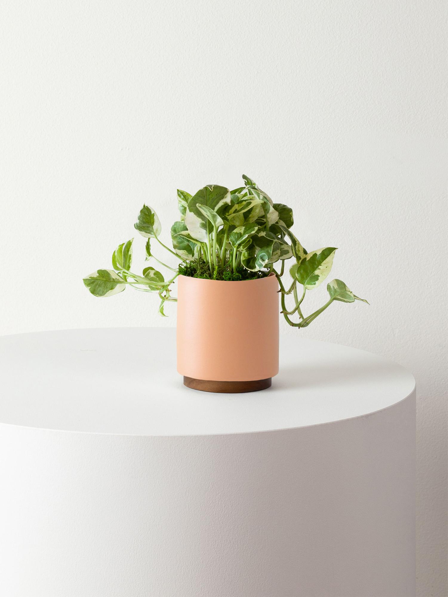 N'joy Pothos - Coral Mid-Century Ceramic & Dark Wood Plinth 