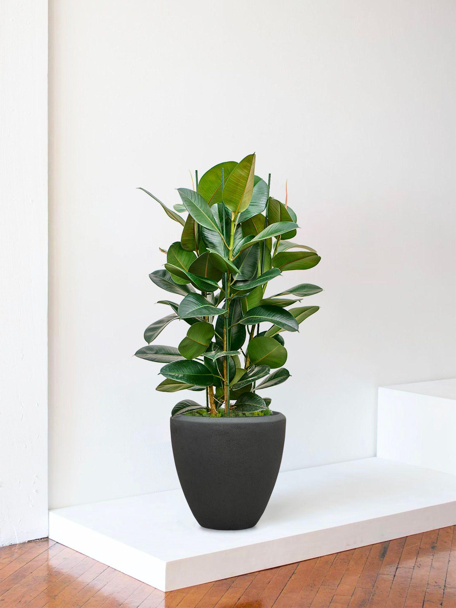 Ficus Elastica Robusta
