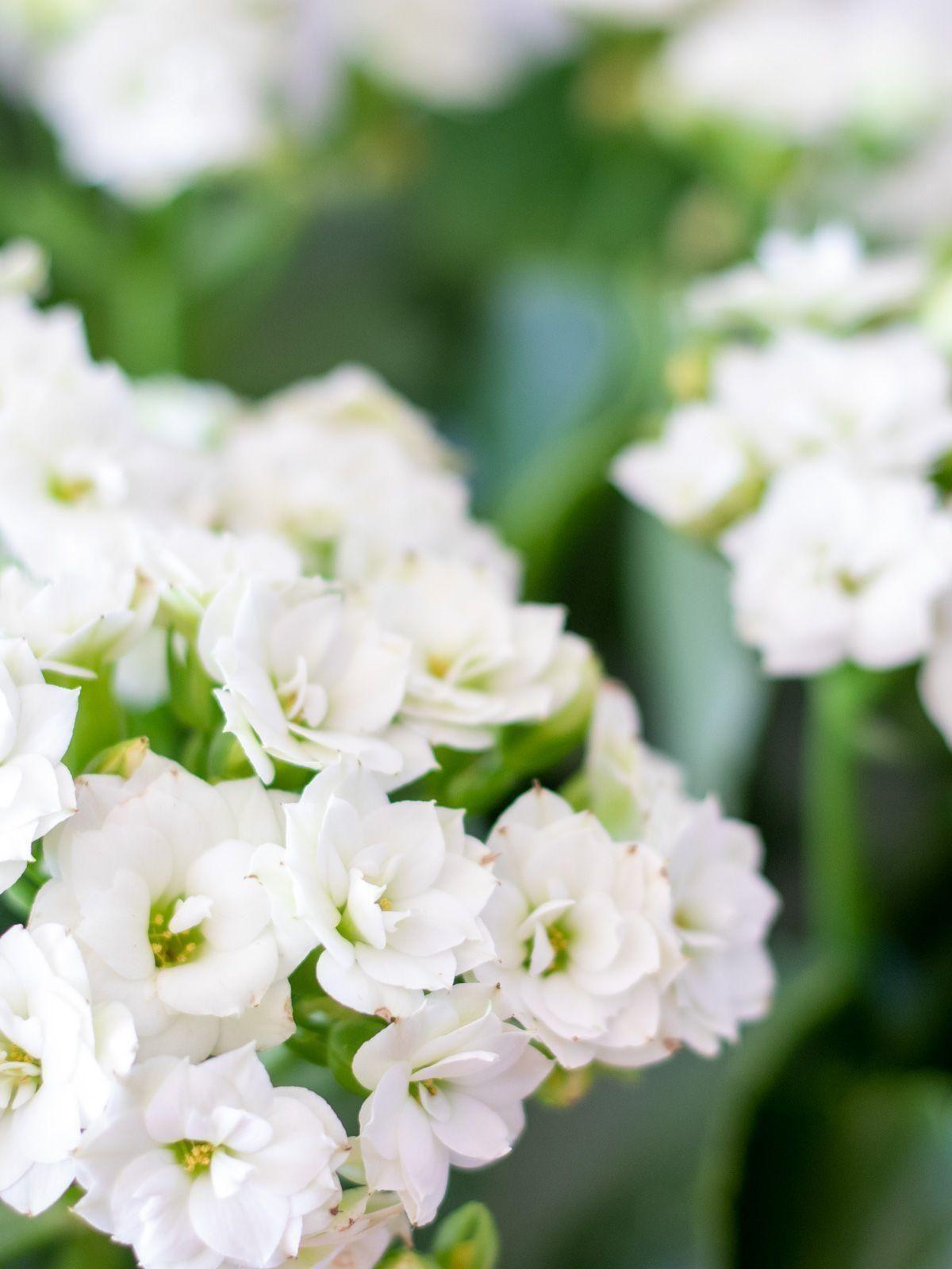 Snowdrop Calandiva