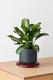 Silver Evergreen