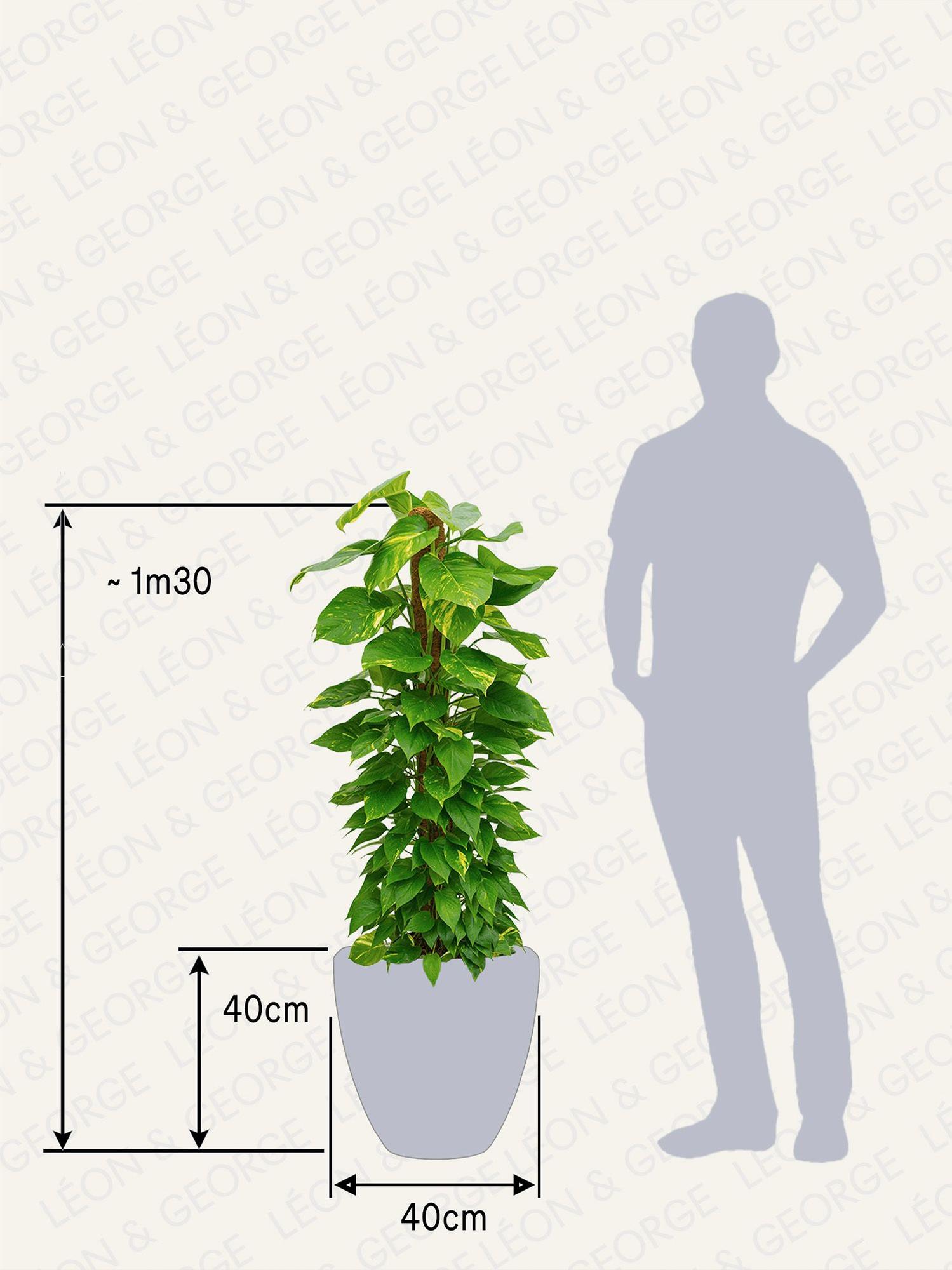 Pothos Colonne