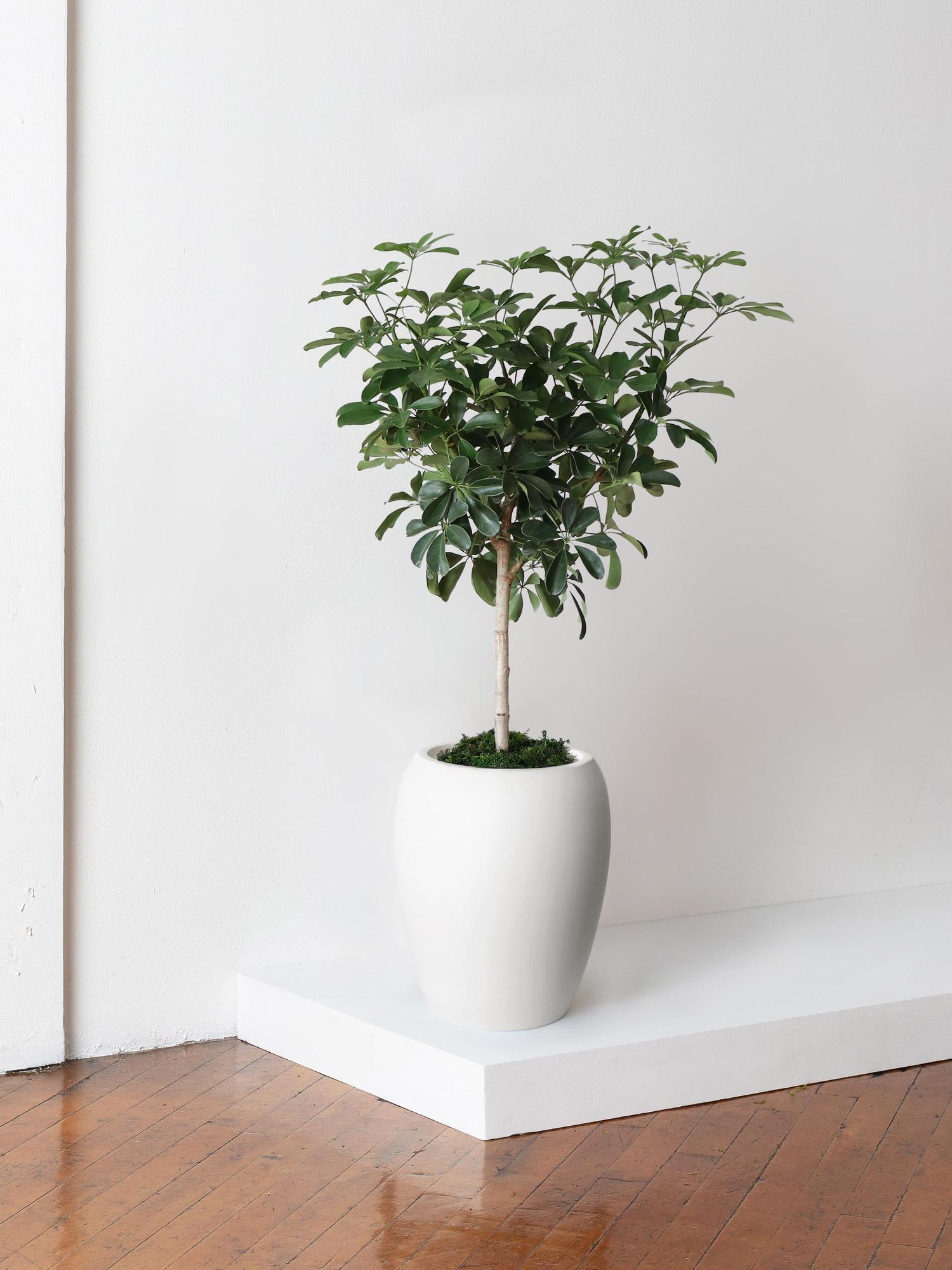 Schefflera Tree