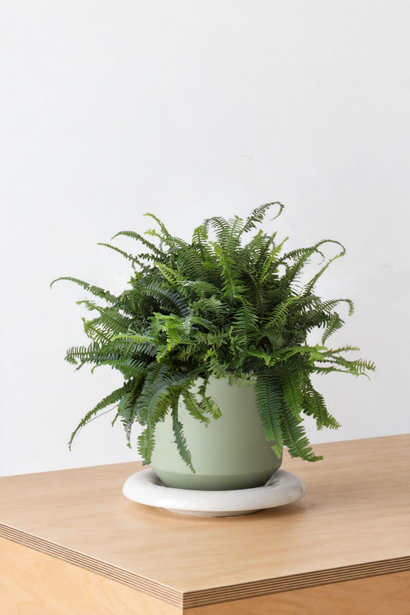 Boston Fern