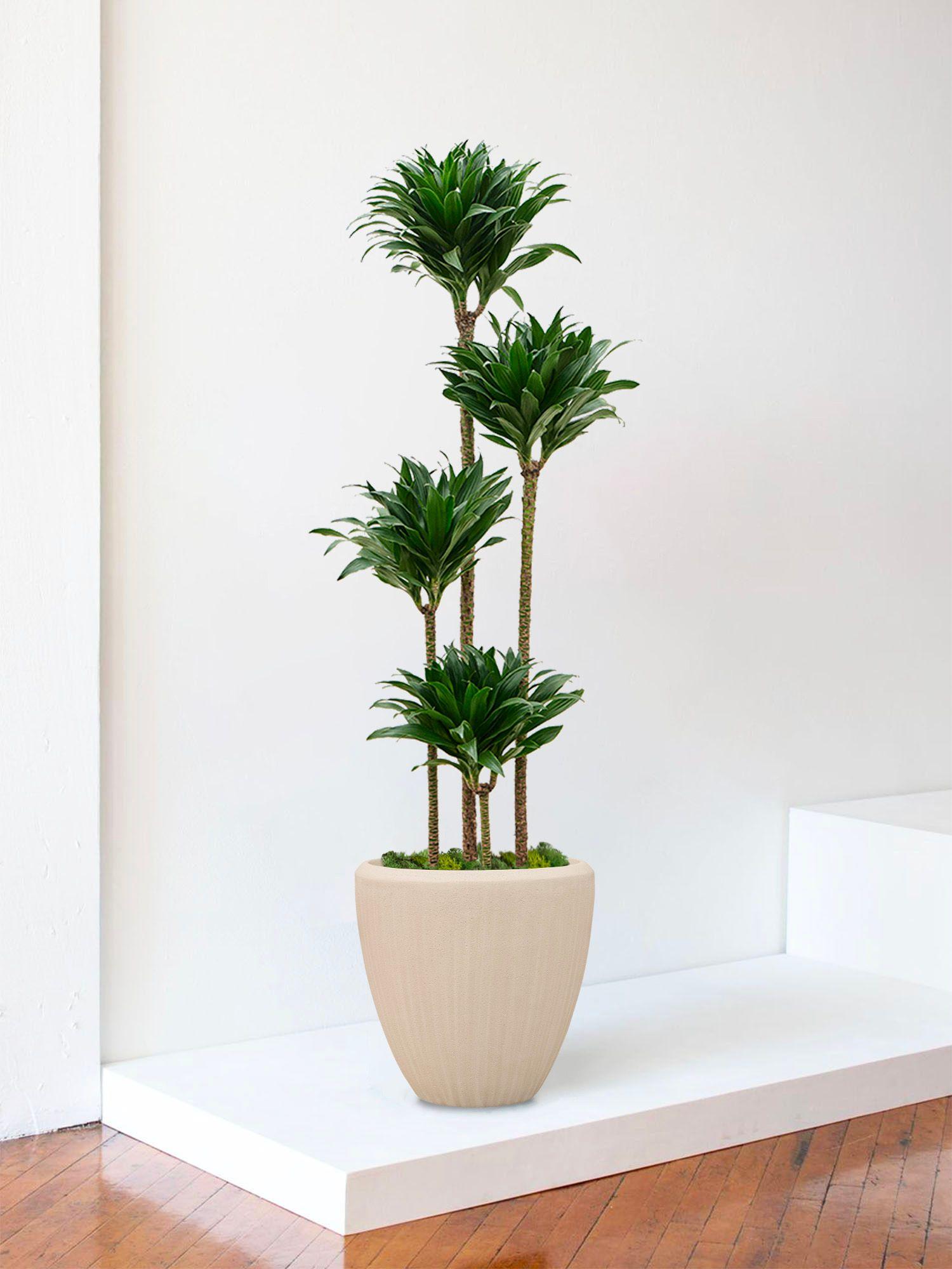 Dracaena Fragrans Compacta - Le 30 - Maia calcaire 