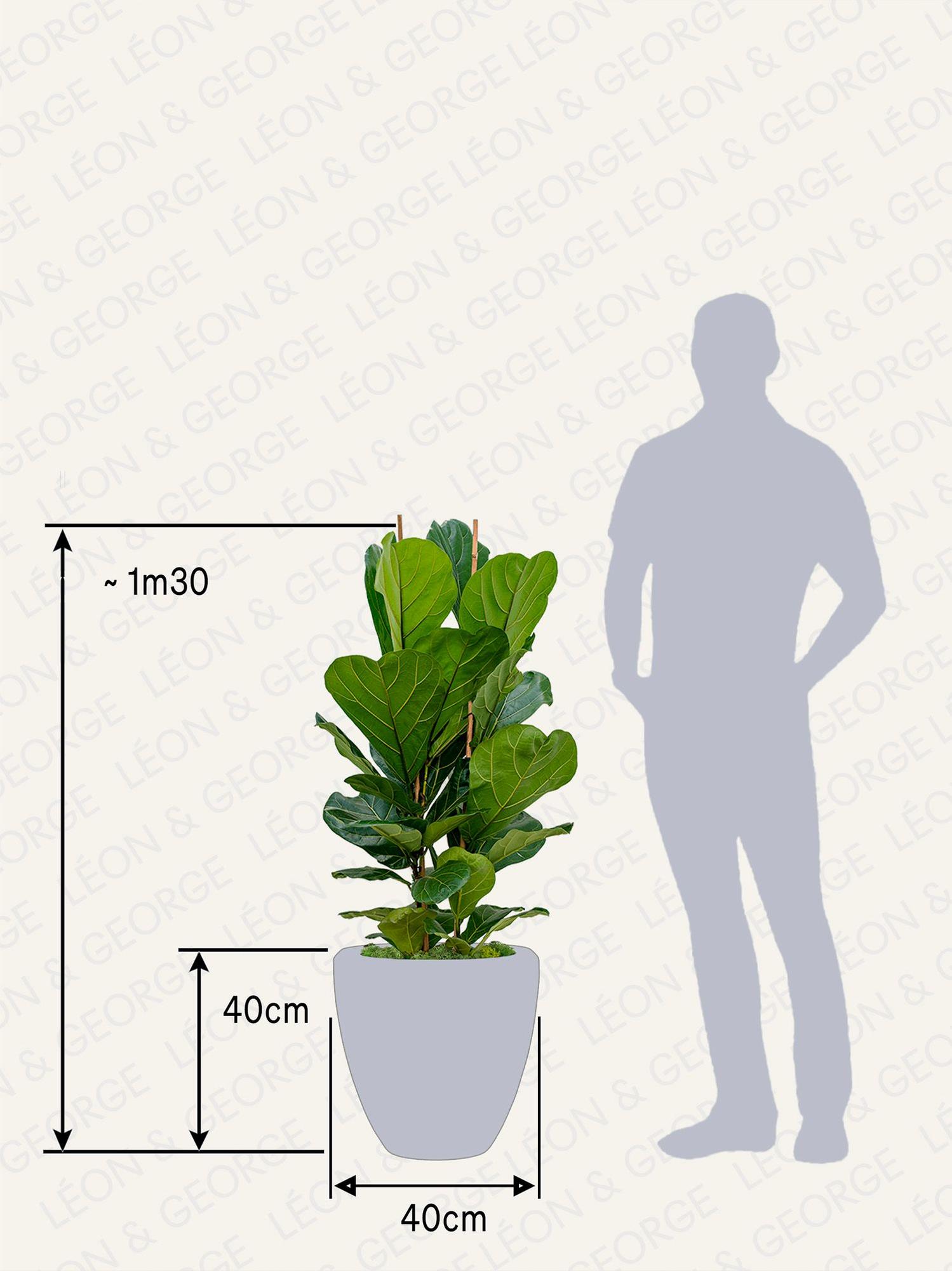Ficus Lyrata Buisson