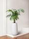 Kentia Palm