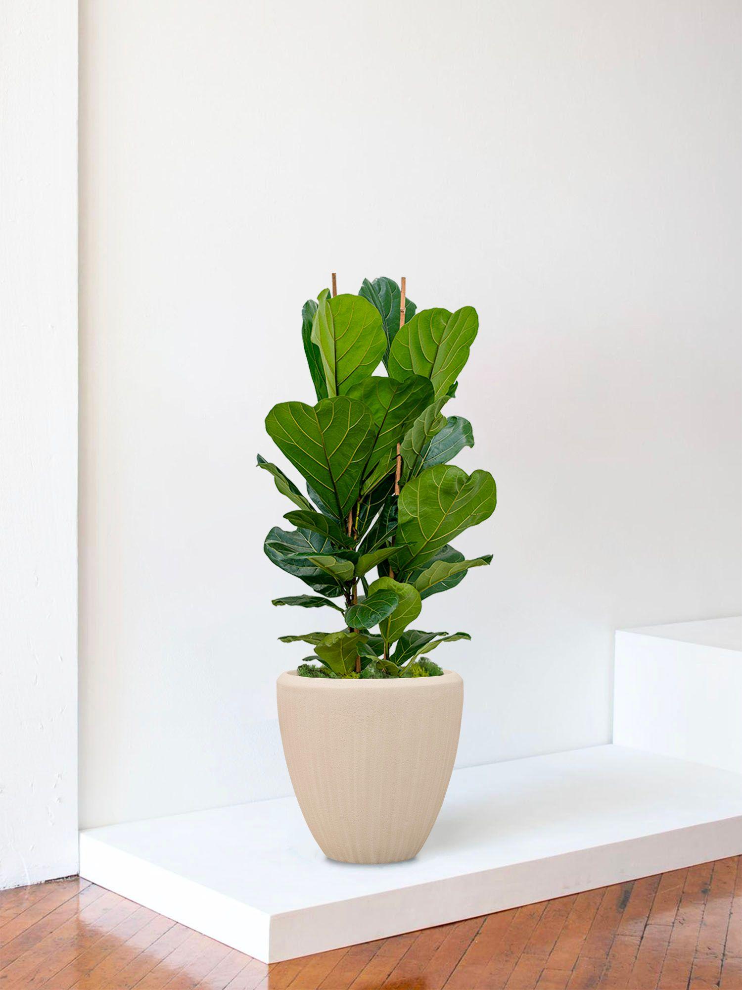 Ficus Lyrata Buisson - Le 30 - Maia calcaire 
