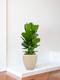 Fiddle Leaf Fig Bush 