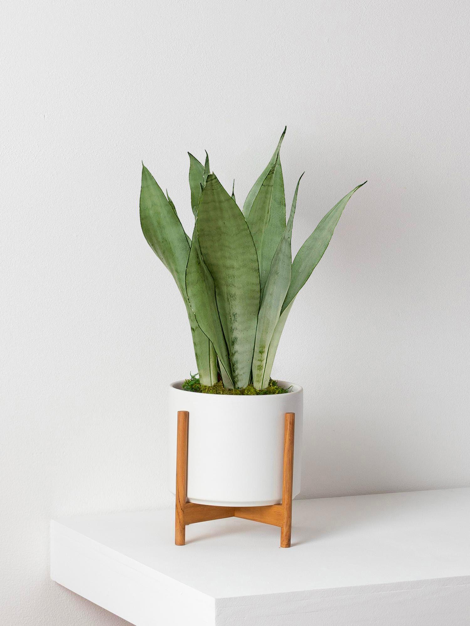 Sansevieria Moonshine - Le 20 - Velvet blanc mid-century Jatoba B 