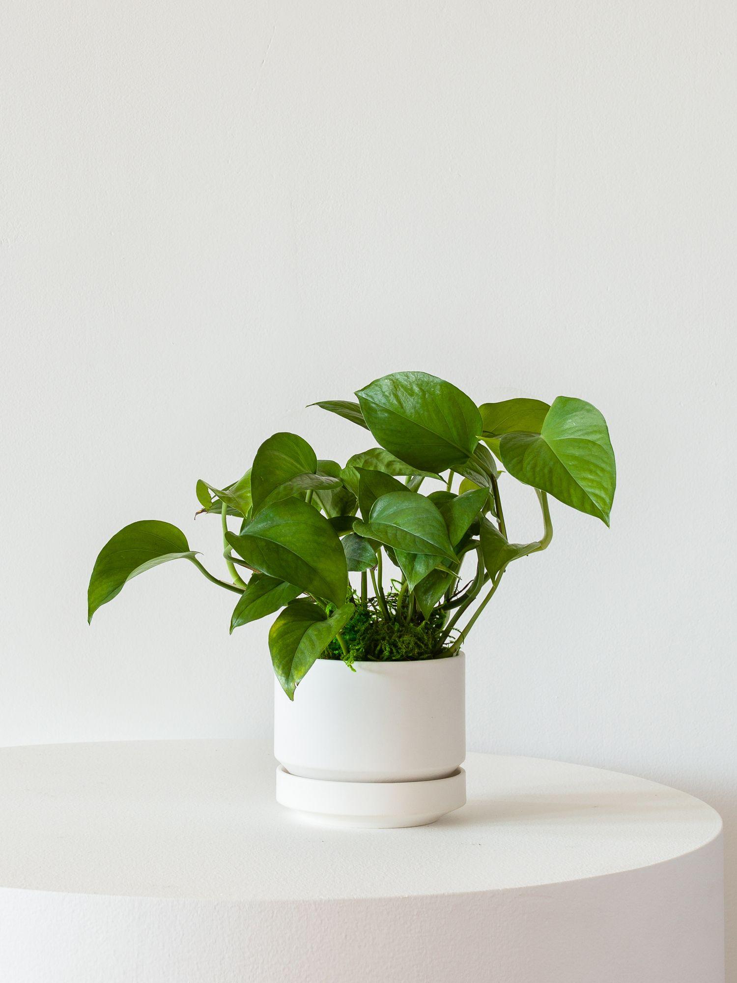 XL Easy Care Plant Bundle