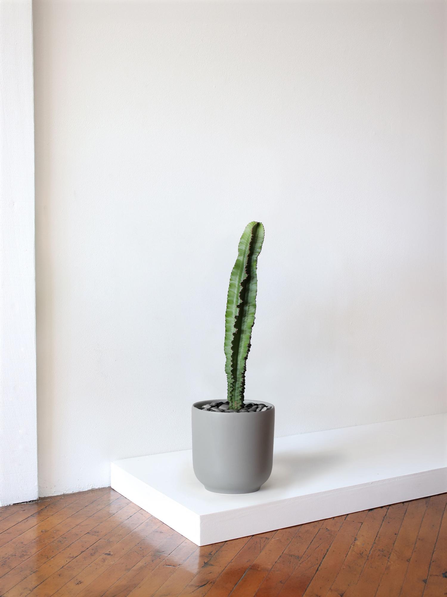 Jade Cactus