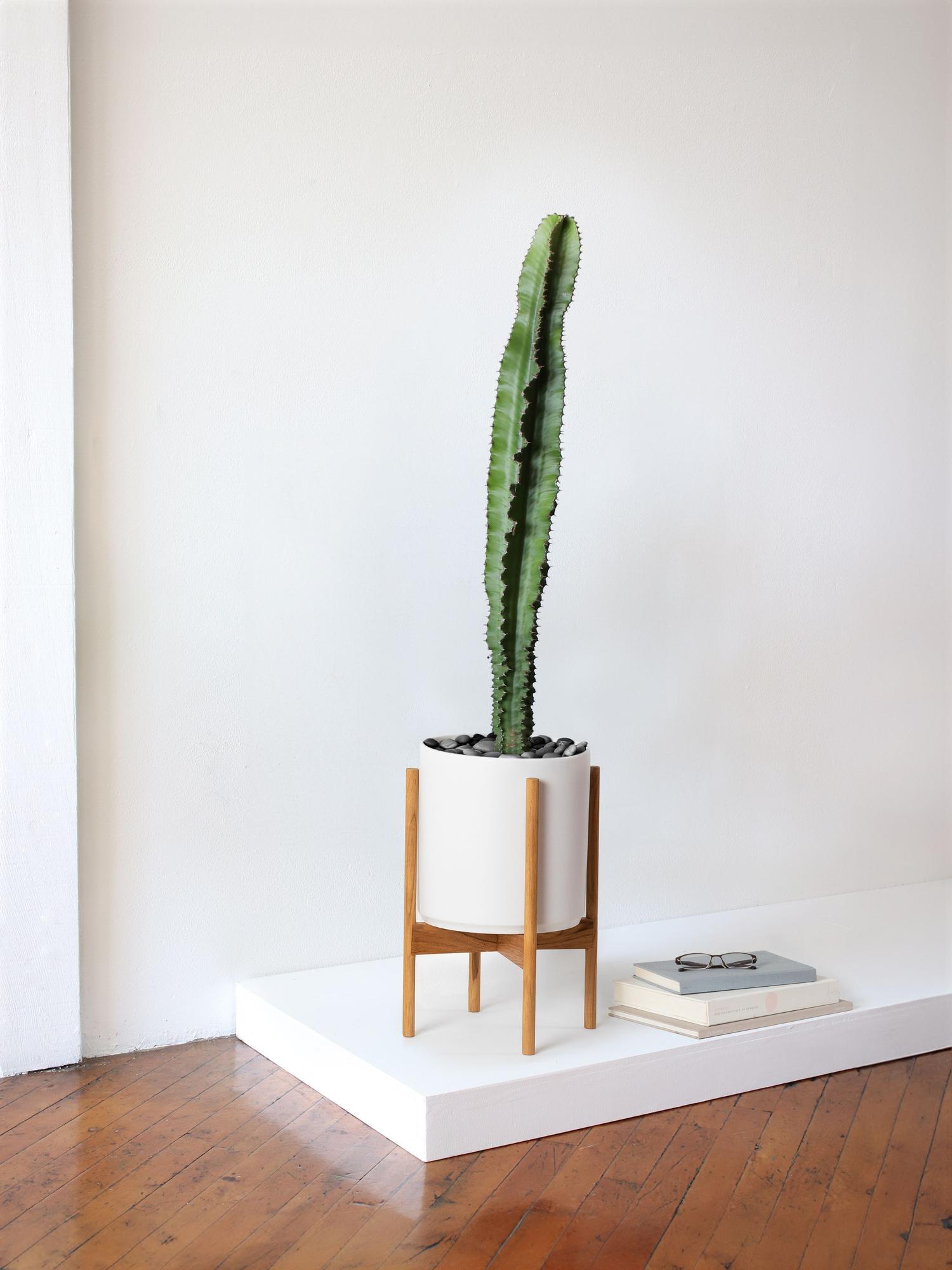 Jade Cactus
