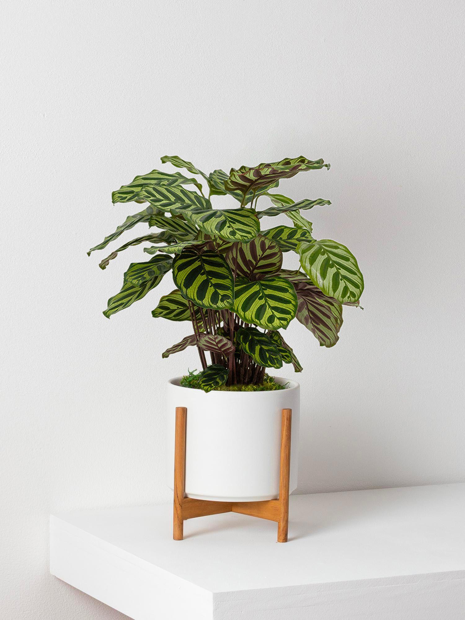 Cache-pot Velvet Blanc - Le 20