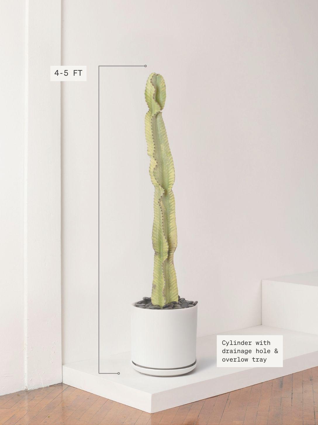 Desert Cactus