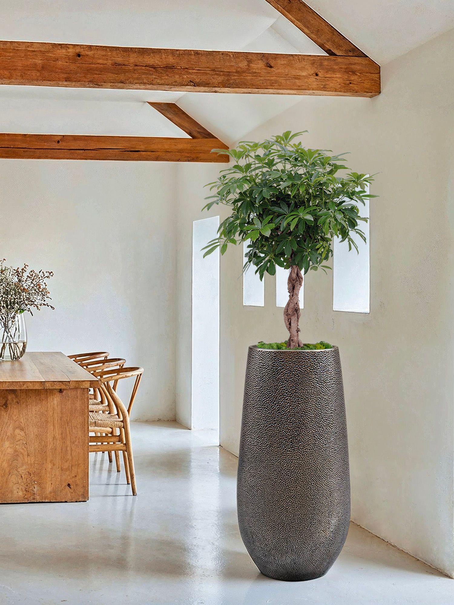 Arbre Schefflera