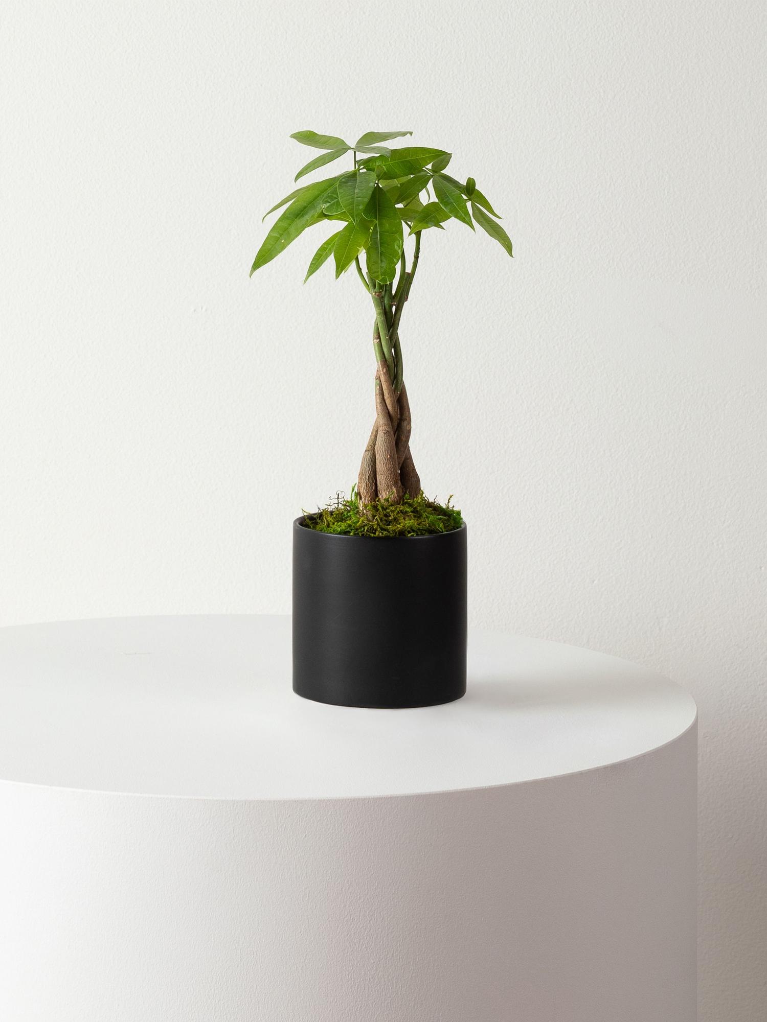 Braided Money Tree