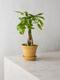 Braided Money Tree