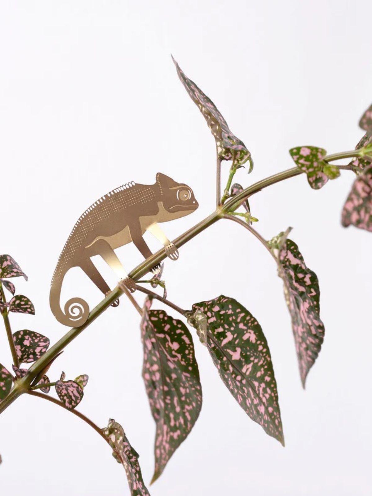 Plant Animal - Chameleon